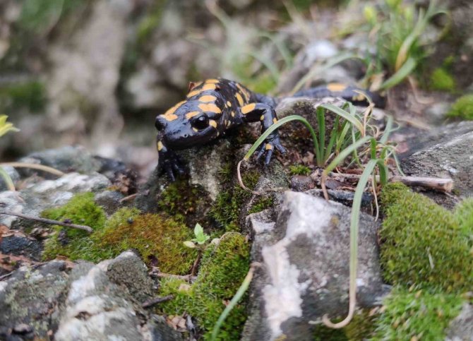 Yağmur Yağışlarıyla Birlikte "Doğanın Gizli Kahramanları" Böcekler İş Başı Yaptı