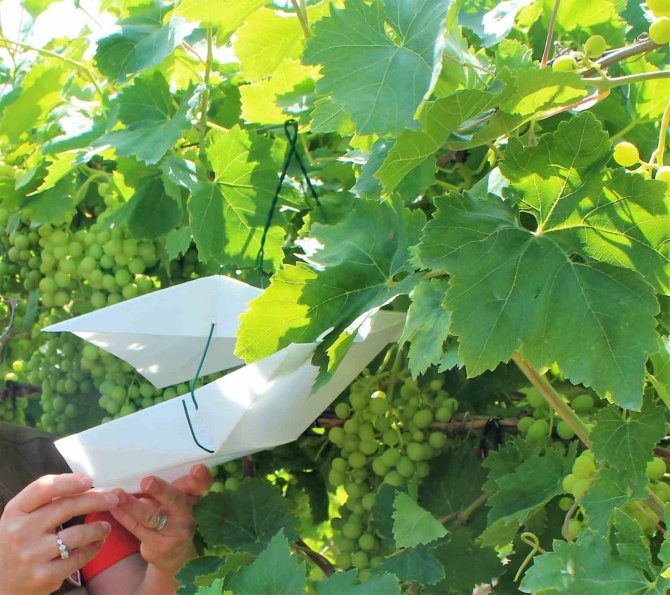 Bağlara Zarar Veren Salkım Güvesiyle Mücadele Sürüyor