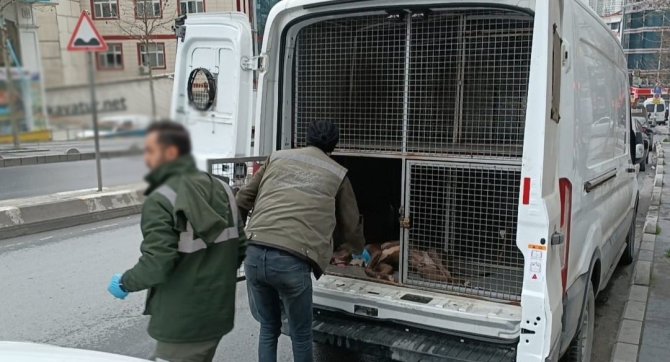 Küçük Çocuğa Saldıran Pitpull Cinsi Köpeğin Sahibi Gözaltına Alındı