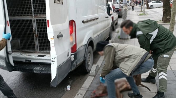 Küçük Çocuğa Saldıran Pitpull Cinsi Köpeğin Sahibi Gözaltına Alındı