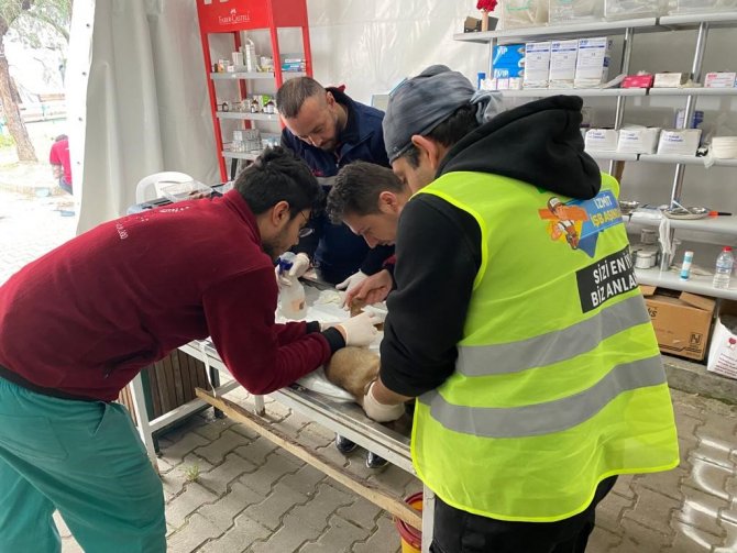Patibüs Defne’de Hayvanların Yaralarını Sarıyor