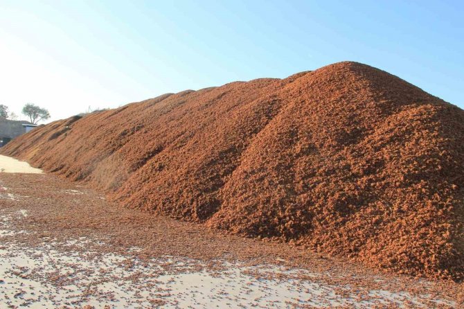 Kömür Fiyatları Arttı, Çam Fıstığı Kabukları Kıymete Bindi