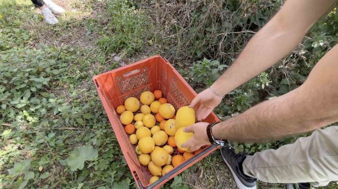 Küçükçekmece Belediyesi’nden Hatay’daki Üreticilere Destek
