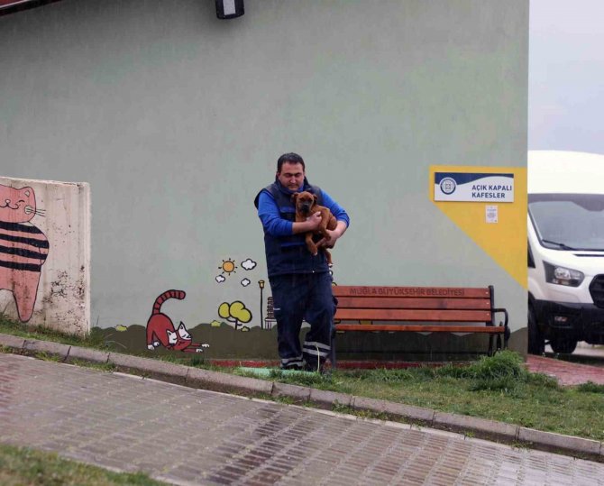 Depremzede Aile İle Depremzede Köpeğin Buluşma Anı