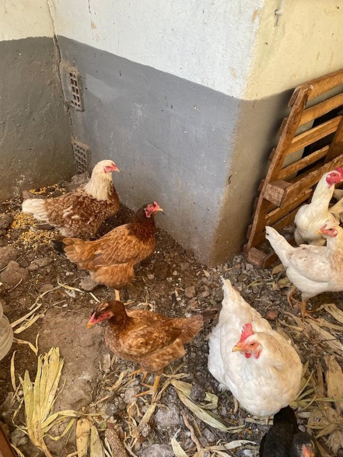 117 Gramlık Yumurta Görenleri Şaşırttı