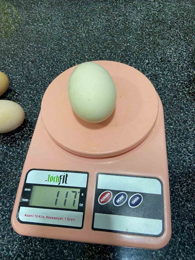 117 Gramlık Yumurta Görenleri Şaşırttı