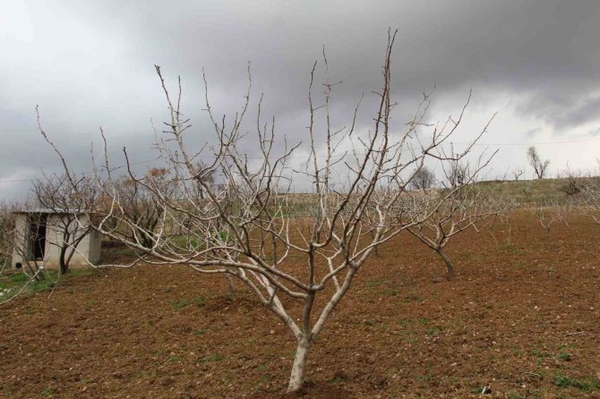Uykuları Kaçan Çiftçinin Yüzünü Son Günlerdeki Yağışlar Güldürdü