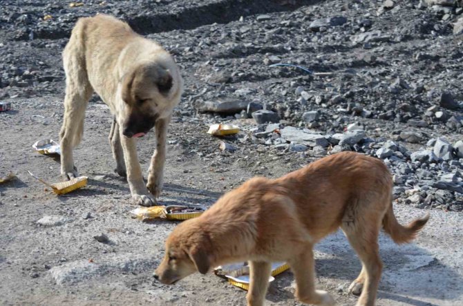 Hayırsever Vatandaş Sokak Köpekleri İçin 30 Kilometre Yol Kat Ediyor