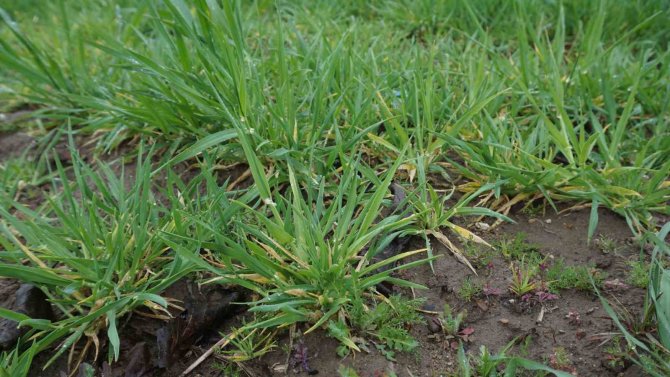 Yağmur Toprağa Can Suyu, Çiftçiye Umut Oldu