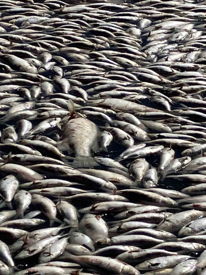 Avustralya’daki Darling Nehri’nde Yüz Binlerce Ölü Balık Bulundu
