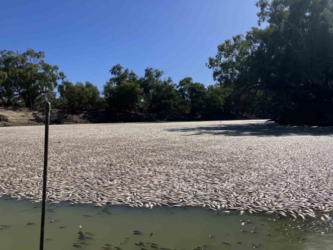 Avustralya’daki Darling Nehri’nde Yüz Binlerce Ölü Balık Bulundu