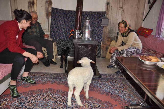 Yeni Doğan Kuzu Ve Oğlak Üşümesin Diye Evlerinde Bakıyorlar