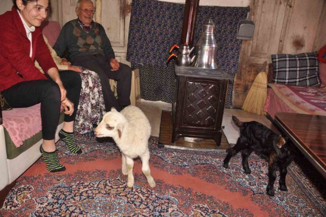 Yeni Doğan Kuzu Ve Oğlak Üşümesin Diye Evlerinde Bakıyorlar