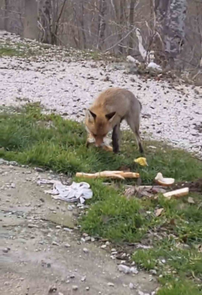 Önlerine Çıkan Tilkiyi Beslediler