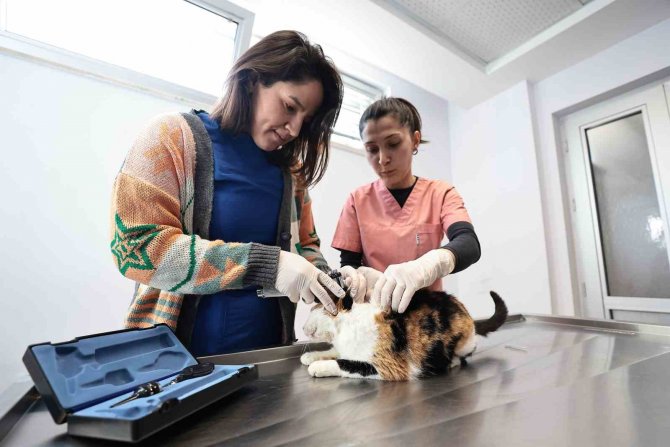 Denizli’de Can Dostlara Hizmet Sürüyor