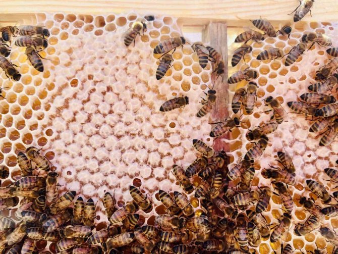 Yağışlar Arıcılara Bereket Olacak