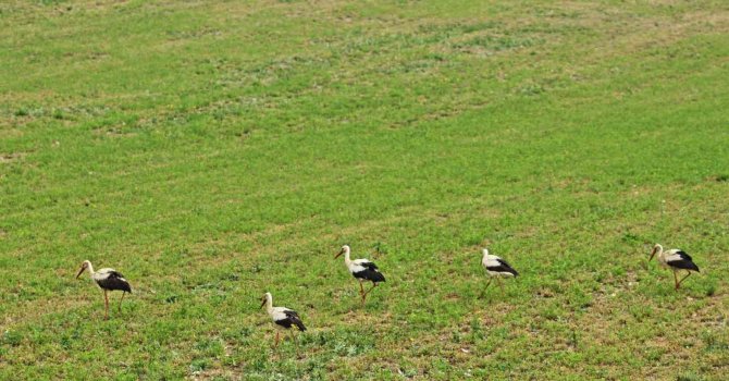 İ̇lkbaharın Müjdecileri Eskişehir’de