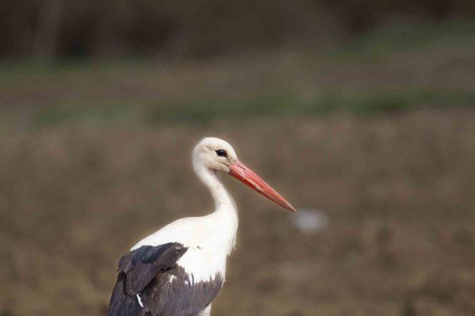 İ̇lkbaharın Müjdecileri Eskişehir’de