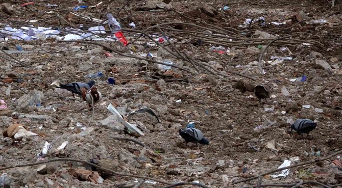 Sahipsiz Kalan Cins Güvercinler Deprem Enkazında Yem Aradı