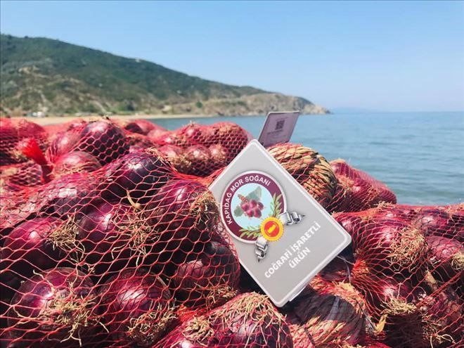 Kapıdağ’da Mor Soğan Fideleri Toprakla Buluşuyor