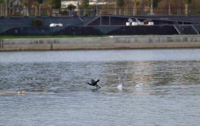 Tedavi Edilen Karabatak Boğaçayı’na Salındı