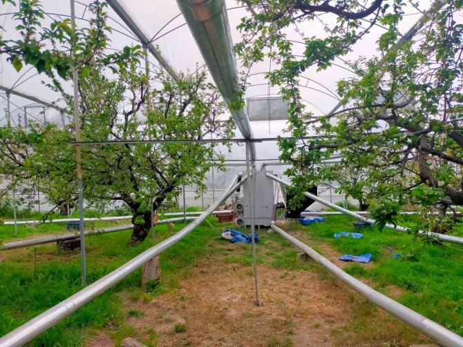 Mersin’de Desteklenen Çiftçiler, Örtü Altı Erikte Hasada Başladı