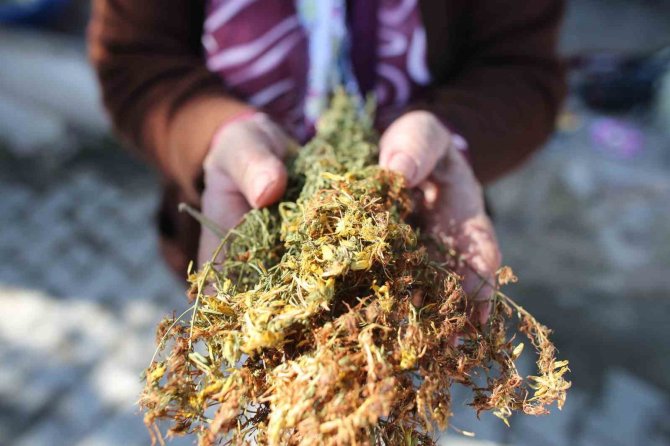 Sındırgı’da Kök Boya Bitkileri Toprakla Buluşuyor