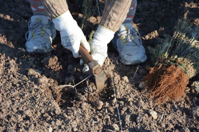 Sındırgı’da Kök Boya Bitkileri Toprakla Buluşuyor