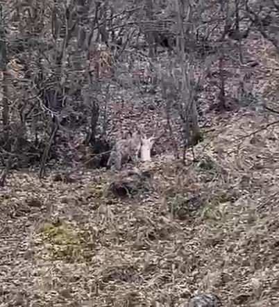 Koruma Altındaki Vaşak, Öldürdüğü Kediyi Ağzında Götürürken Görüntülendi