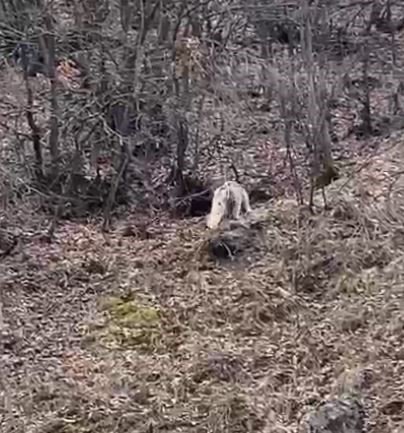Koruma Altındaki Vaşak, Öldürdüğü Kediyi Ağzında Götürürken Görüntülendi