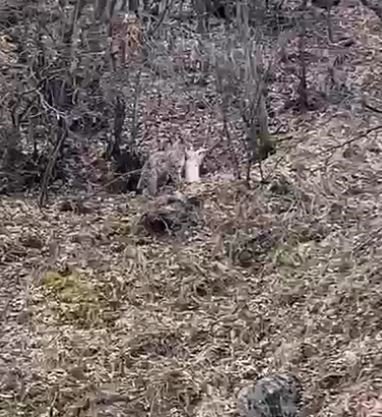 Koruma Altındaki Vaşak, Öldürdüğü Kediyi Ağzında Götürürken Görüntülendi