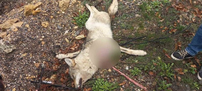 Tunceli’de Aracın Çarptığı Kurt Telef Oldu