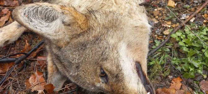Tunceli’de Aracın Çarptığı Kurt Telef Oldu