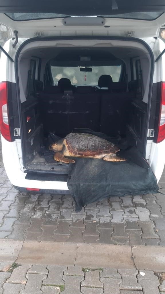 Ölü Caretta Caretta Altınova Sahilinde Kıyıya Vurdu