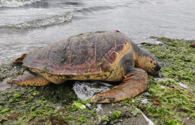Ölü Caretta Caretta Altınova Sahilinde Kıyıya Vurdu