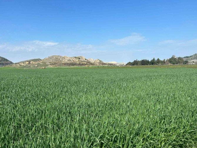 Ceyhan’da Toprak Yağmurla Buluştu, Çiftçinin Yüzü Güldü