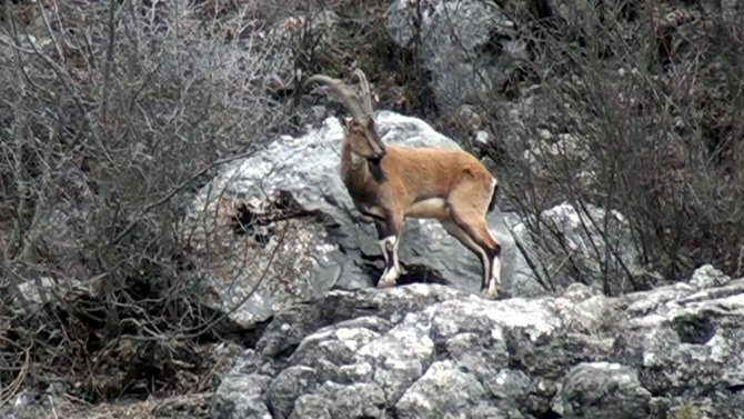 Antalya’da Mahallelinin Ürkek Misafirleri