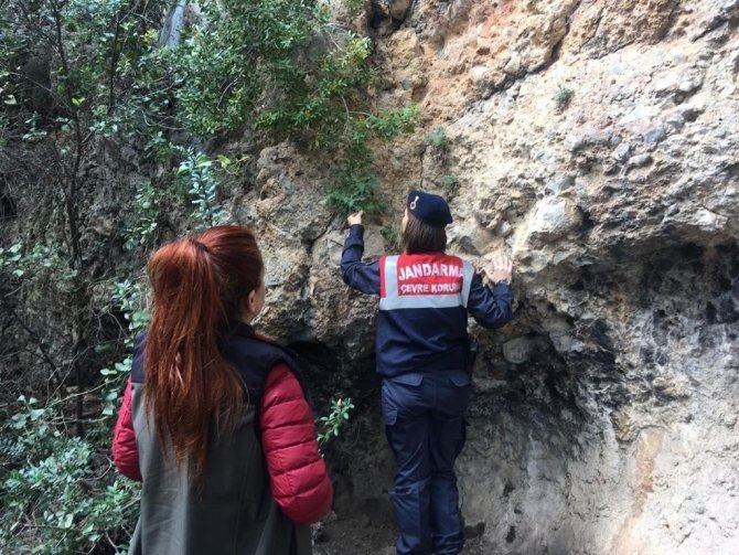 Jandarmadan “Endemik Tür” Devriyesi