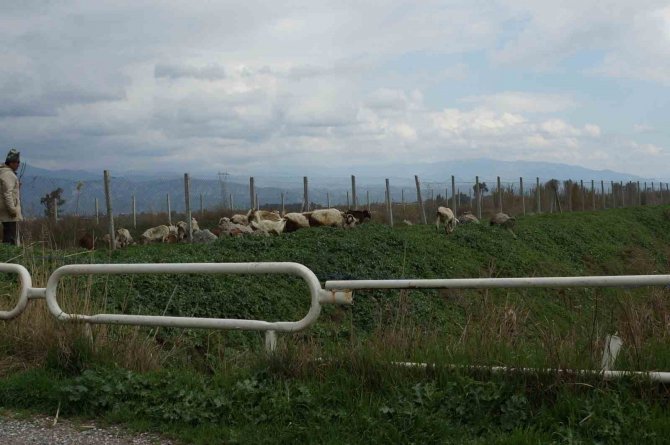 Bahar Yağmurları Çobanların Yüzünü Güldürdü