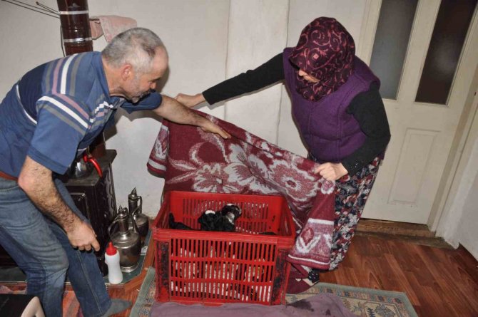 Keçi Üçüz Doğurdu: Oğlaklara Evde Bebek Gibi Bakıyorlar