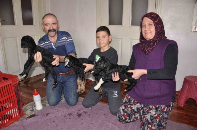 Keçi Üçüz Doğurdu: Oğlaklara Evde Bebek Gibi Bakıyorlar