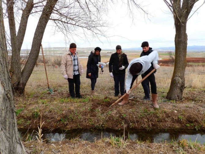 Kuluçkaya Yatan Kuşlar İçin 125 Söğüt Fidanı Dikildi
