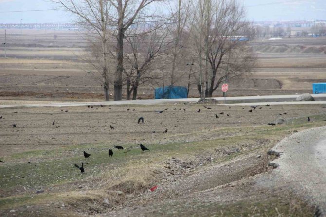 Köyü İstila Eden Kargalar Bahçe Ve Tarlalara Dadandı