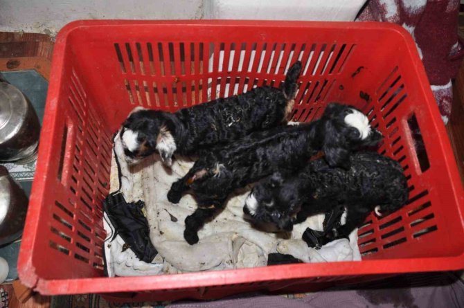 Keçi Üçüz Doğurdu: Oğlaklara Evde Bebek Gibi Bakıyorlar