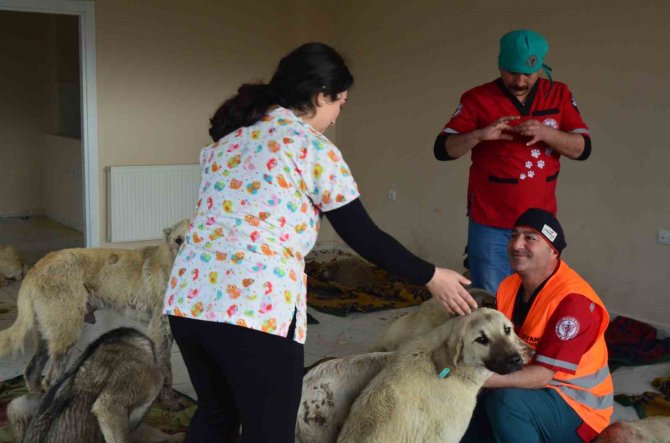 Varto’da Sokak Hayvanlarını Kısırlaştırma Çalışması