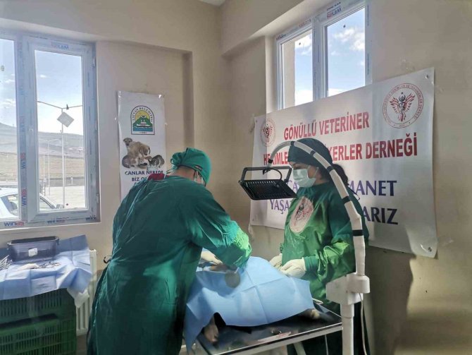 Varto’da Sokak Hayvanlarını Kısırlaştırma Çalışması