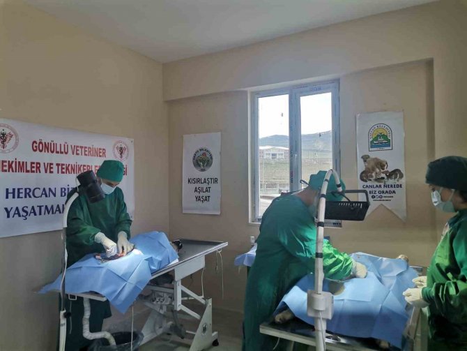 Varto’da Sokak Hayvanlarını Kısırlaştırma Çalışması