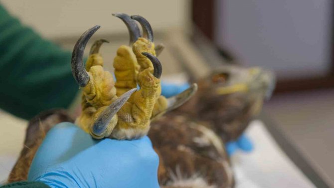 Binlerce Yaban Hayvanı Hayata Döndürüldü