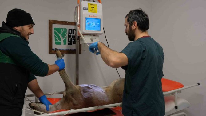 Binlerce Yaban Hayvanı Hayata Döndürüldü