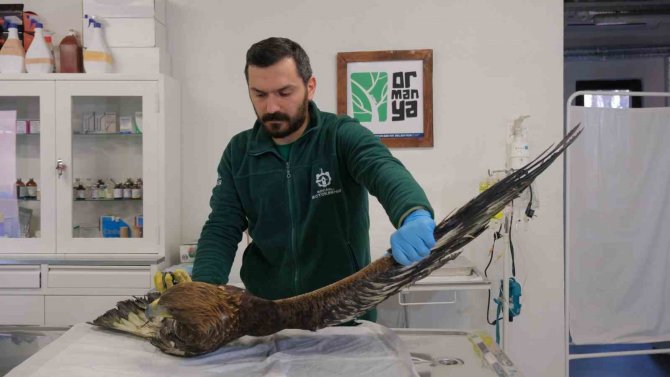 Binlerce Yaban Hayvanı Hayata Döndürüldü